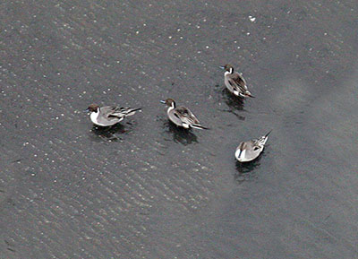 Pintail, 4 drakes